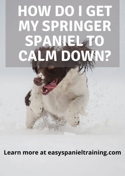 how do i get my springer spaniel to calm down_ how do i get my springer spaniel to calm down