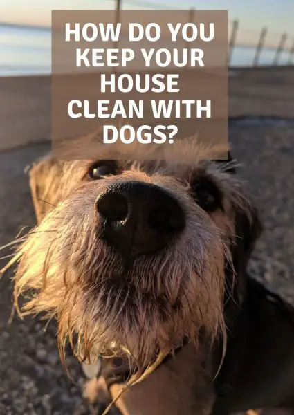 how do you keep your house clean with dogs