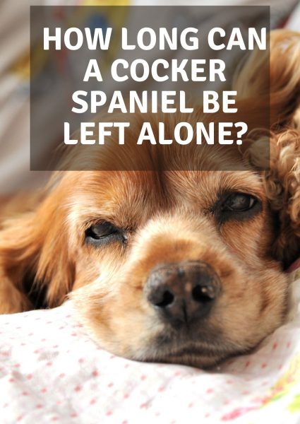 how long can a cocker spaniel be left alone how long can a cocker spaniel be left alone