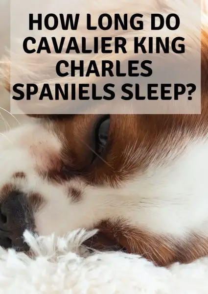 how long do cavalier king charles spaniels sleep