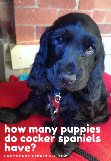 how many puppies do cocker spaniels have_ how many puppies do cocker spaniels have_