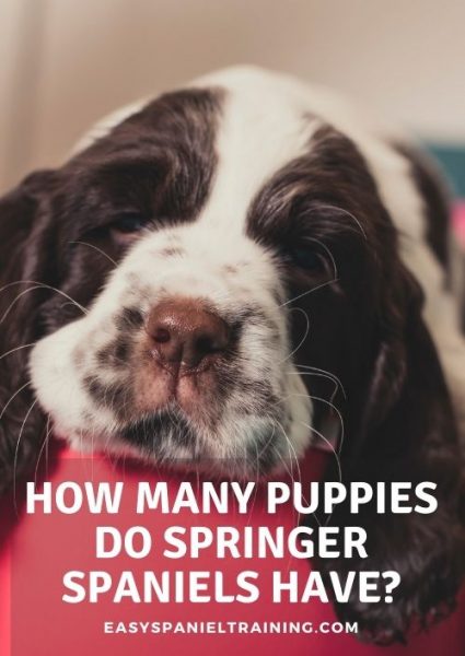 how many puppies do springer spaniels have how many puppies do springer spaniels have