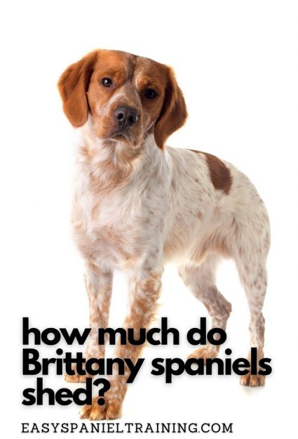 how much do Brittany spaniels shed