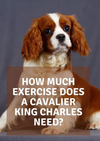 how much exercise does a cavalier king charles need how much exercise does a cavalier king charles need