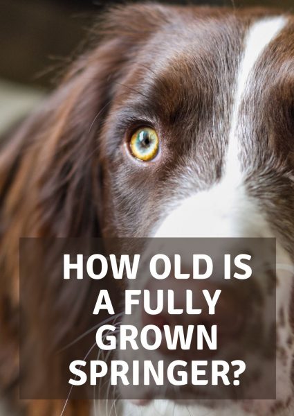 how old is a fully grown springer how old is a fully grown springer