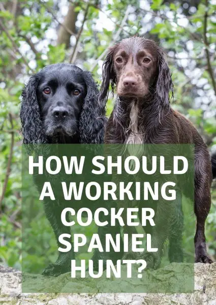 how should a working cocker spaniel hunt