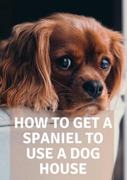 how to get a spaniel to use a dog house how to get a spaniel to use a dog house