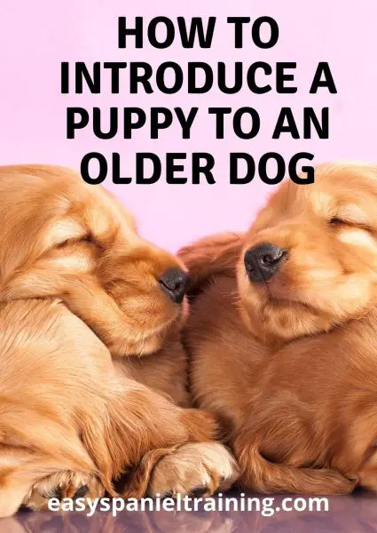 how to introduce a puppy to an older dog
