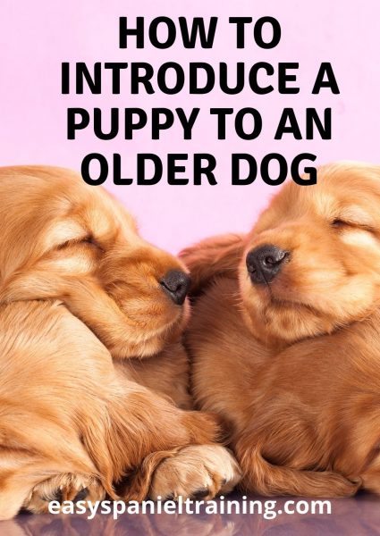 how to introduce a puppy to an older dog how to introduce a puppy to an older dog