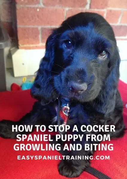 how to stop a cocker spaniel puppy from growling and biting
