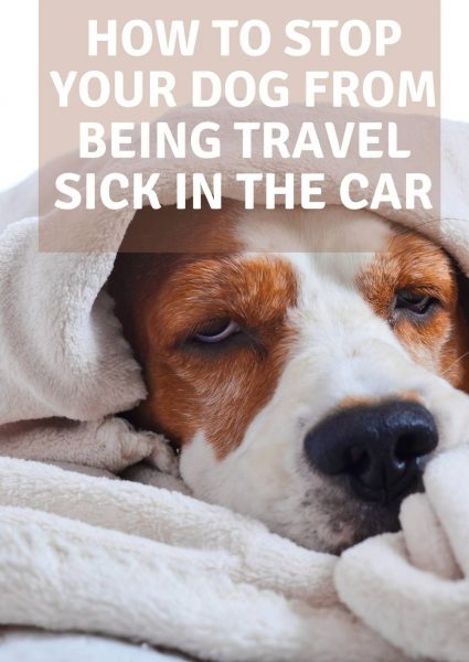 how to stop your dog from being travel sick in the car (1)