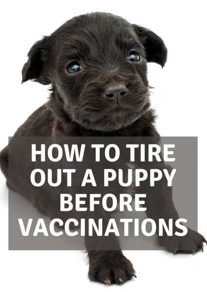 how to tire out a puppy before vaccinations