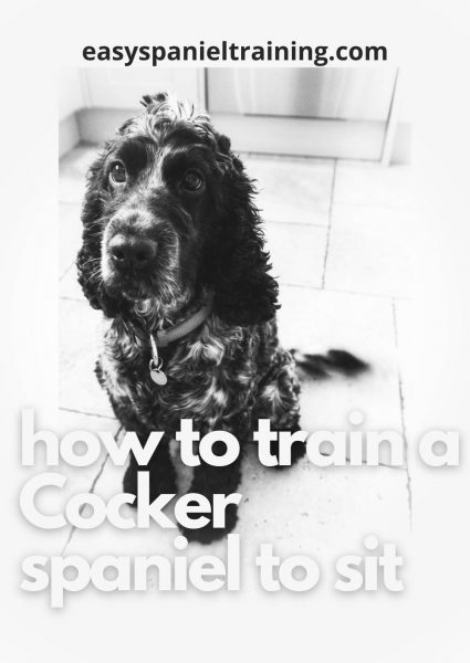 how to train a Cocker spaniel to sit