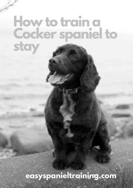 how to train a Cocker spaniel to stay how to train a Cocker spaniel to stay