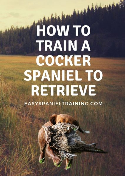 how to train a cocker spaniel to retrieve how to train a cocker spaniel to retrieve
