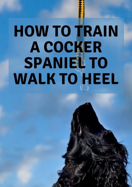 how to train a cocker spaniel to walk to heel
