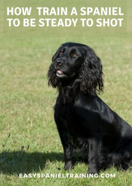 how train a spaniel to be steady to shot