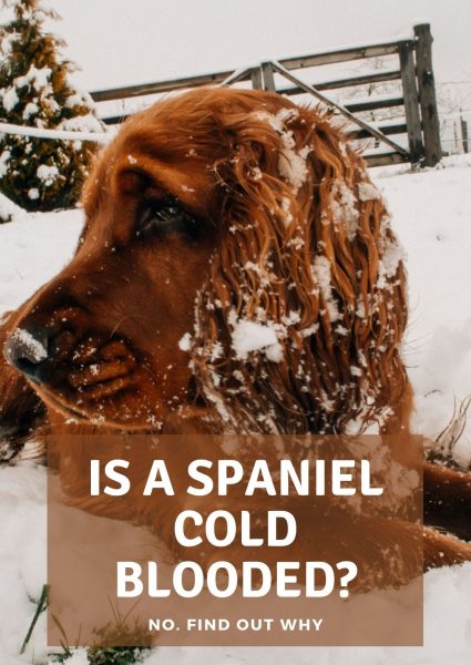 is a spaniel cold blooded_