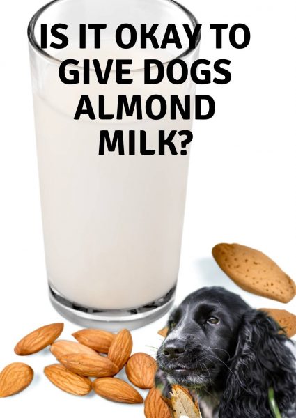 is it okay to give dogs almond milk is it okay to give dogs almond milk