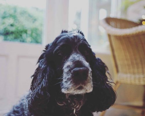 are cocker spaniels good family dogs