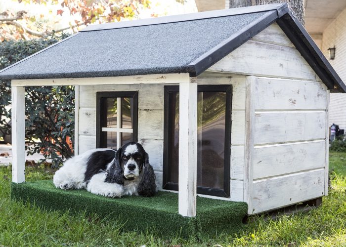 cocker spaniel kennel can cocker spaniels live outside