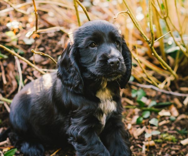 cocker spaniel puppy why is my cocker spaniel howling