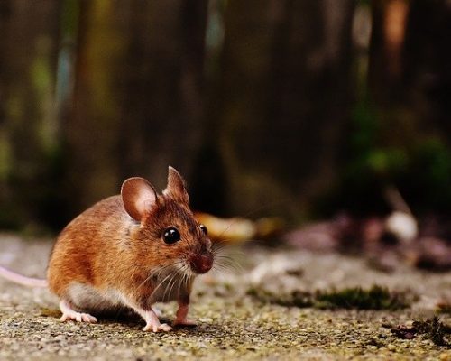 mouse will a dog keep mice away
