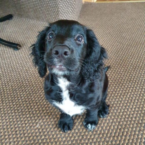 nim sit spaniel command sit