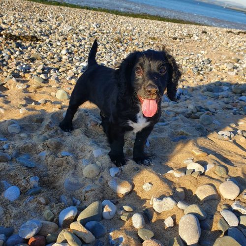 nimrod how do you teach a spaniel a blind retrieve
