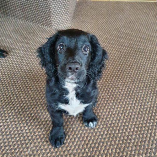 nimpup1 how to house train a cocker spaniel puppy