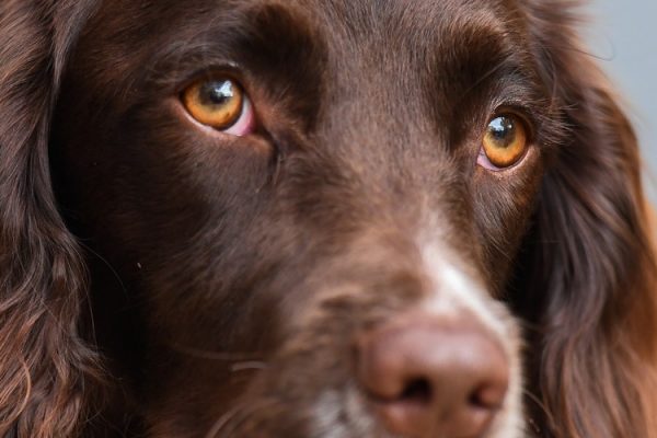 spaniel eyes dogs vision vs human vision