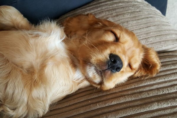 how often should a cocker spaniel be exercised