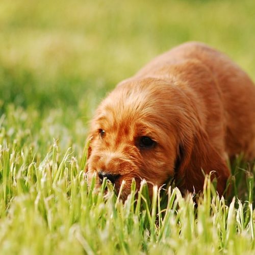 cocker spaniel puppy can cocker spaniels eat quinoa