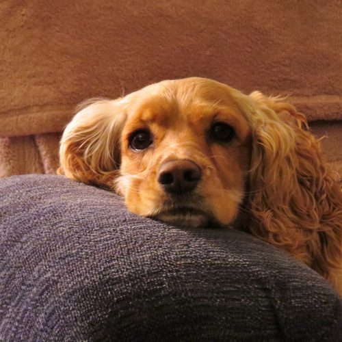 cocker puppy lying down cocker spaniel puppy