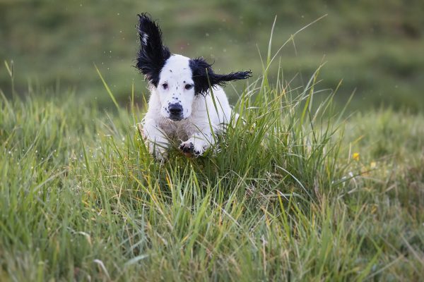 cocker puppy cocker spaniel running