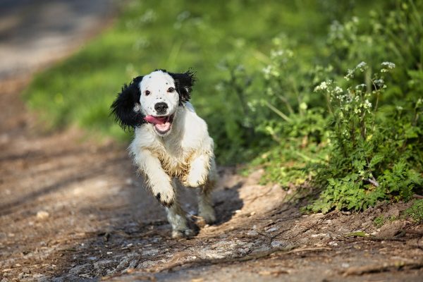 how often do cocker spaniel need to be walked