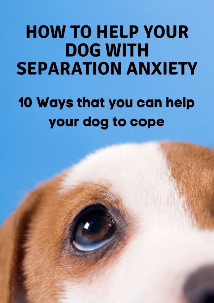 how to help your dog with separation anxiety