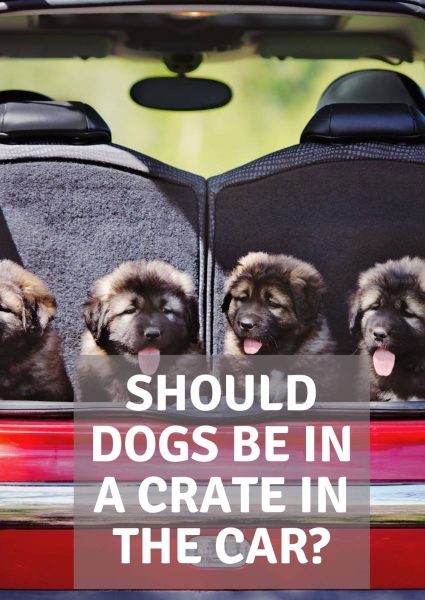 should dogs be in a crate in the car should dogs be in a crate in the car