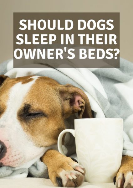 should dogs sleep in their owner's beds