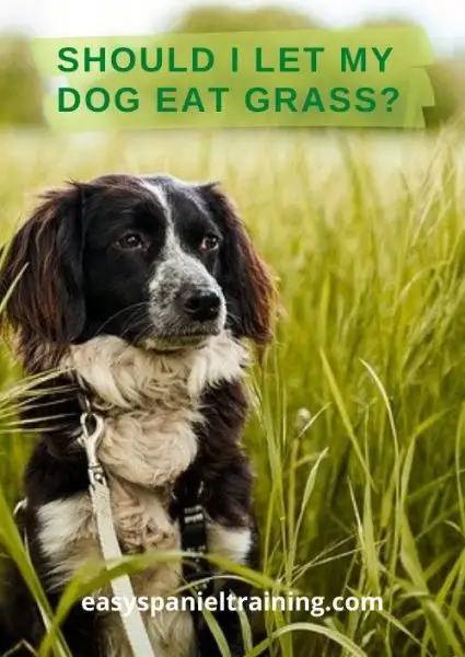 should i let my dog eat grass_