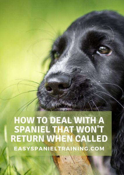 spanielcall how to deal with a spaniel that won't return when called