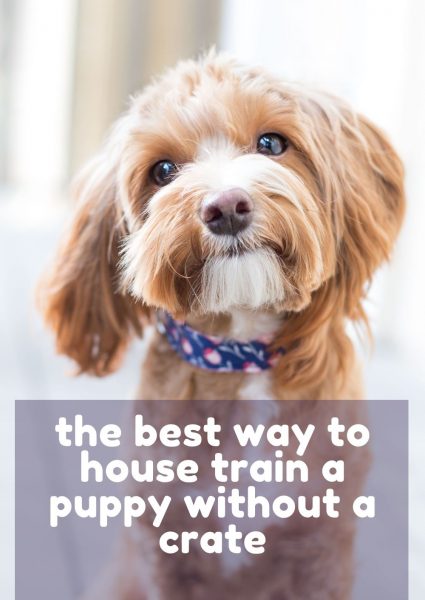 the best way to house train a puppy without a crate