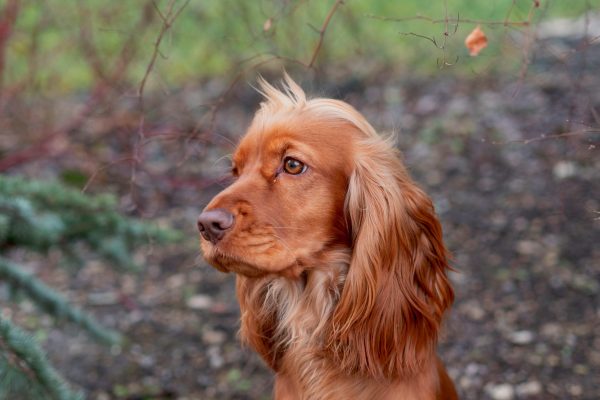 how often do cocker spaniels need to be walked