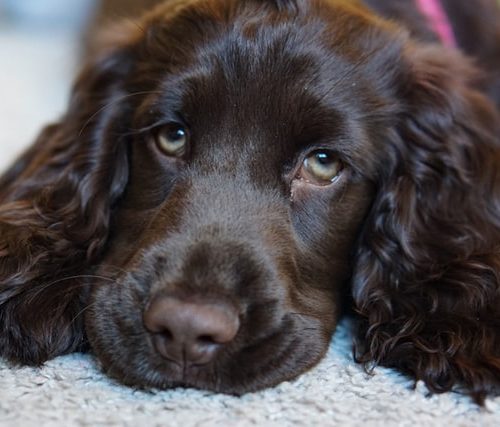 cocker spaniel why do cocker spaniels dig