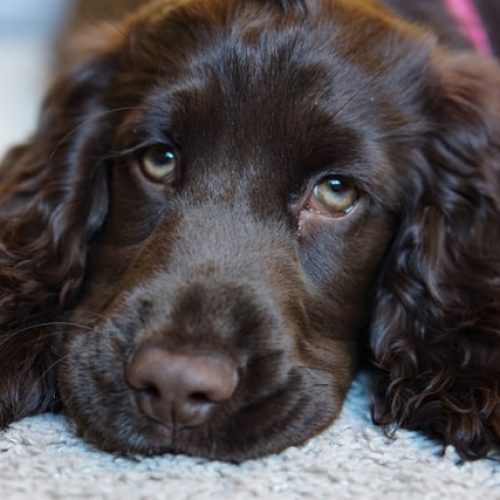 cocker spaniel why do cocker spaniels dig