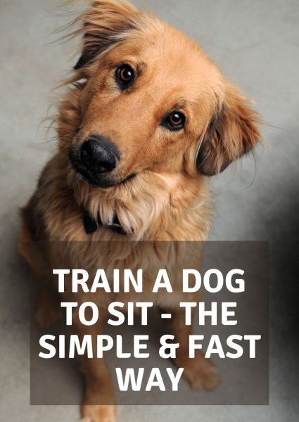 train a dog to sit – the simple & fast way train a dog to sit - the simple & fast way