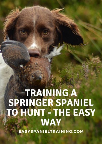 training a springer spaniel to hunt – the easy way training a springer spaniel to hunt - the easy way
