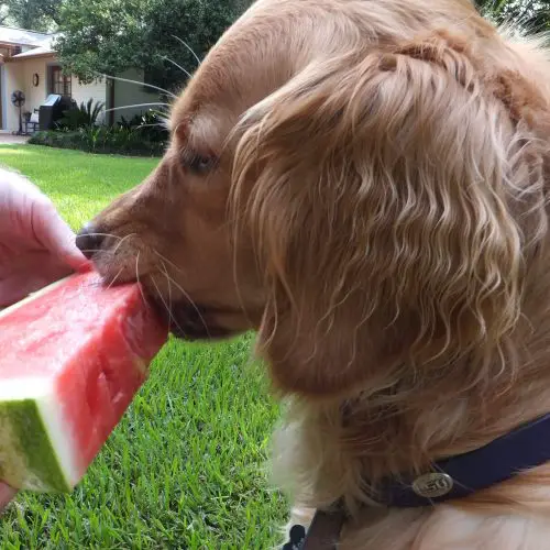 can cocker spaniels eat watermelon