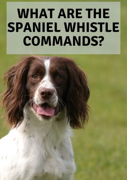 what are the spaniel whistle commands