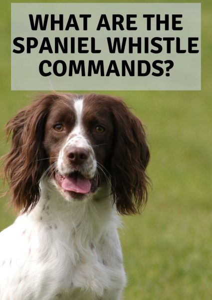 what are the spaniel whistle commands what are the spaniel whistle commands